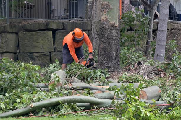 Best Tree and Shrub Care  in Tarrytown, NY